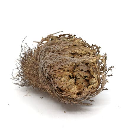 Rose de Jericho en boîte