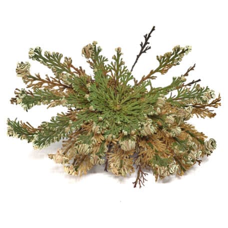 Rose de Jericho en boîte