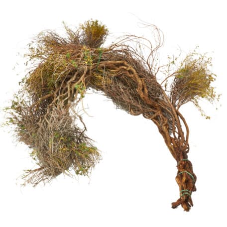 Euphorbia 'spinosa' Bund ca. 800gr