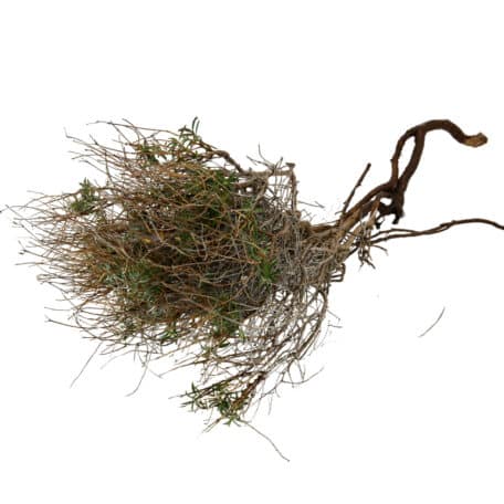 Euphorbia 'spinosa' 100gr