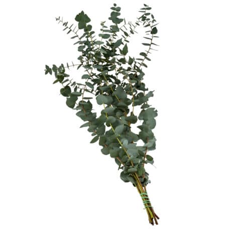 Eucalyptus 'cinerea' 100 gramm