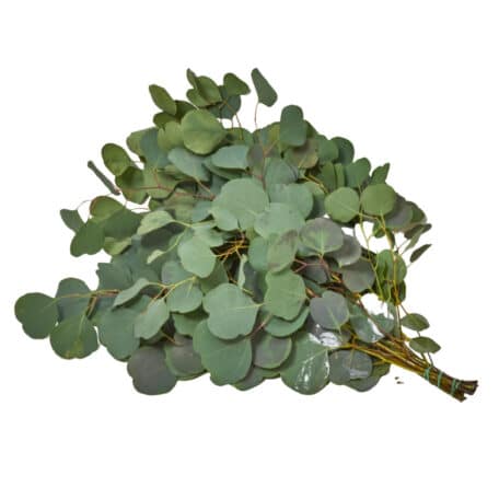 Eucalyptus 'Populus' Bund 500gr