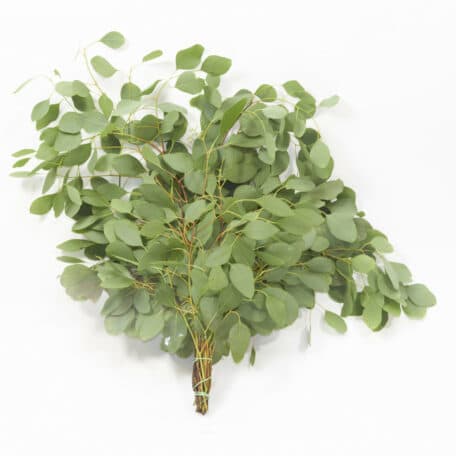 Eucalyptus 'Populus' Bund 500gr