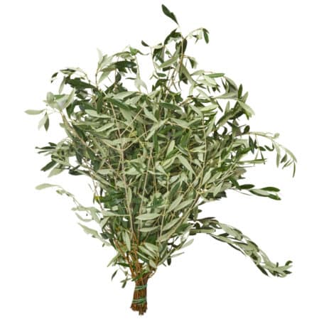 Olea 'europaea' Bund 500gr