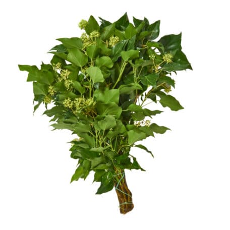 Hedera helix / Efeu 'grün' Bund 500gr