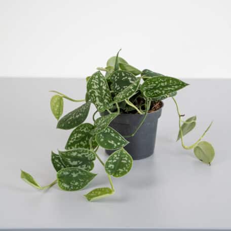 3er Pflanzenset Silver Shine