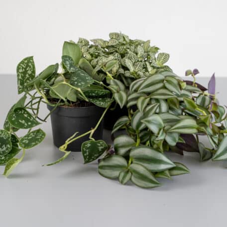 3er Pflanzenset Silver Shine