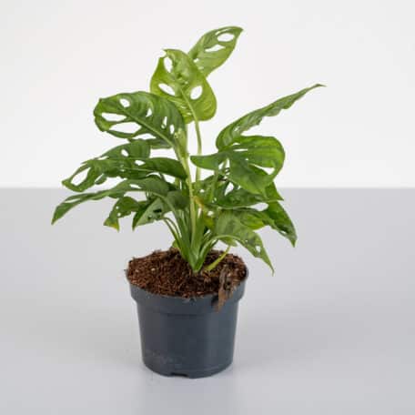 3er Pflanzenset Green Paradise