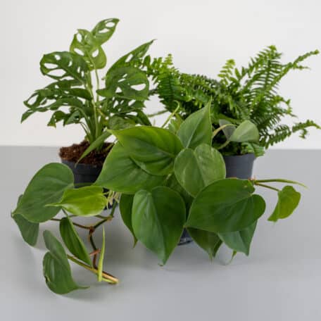 3er Pflanzenset Green Paradise