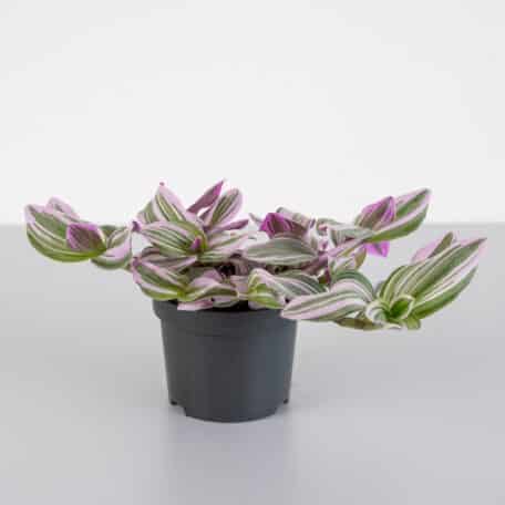 6er Pflanzenset Purple Dream