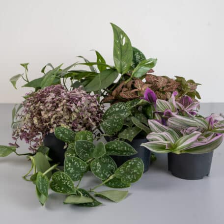 6er Pflanzenset Purple Dream