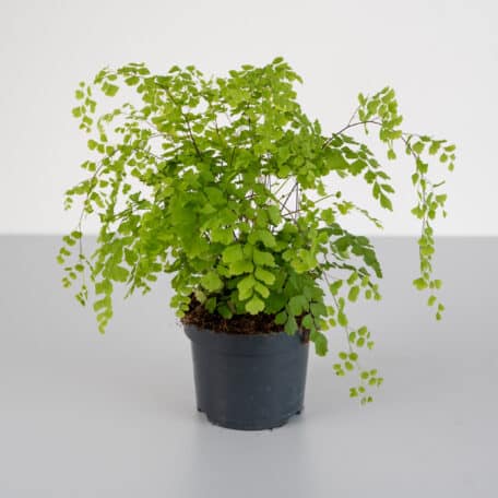 6er Pflanzenset Jungle