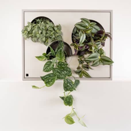 Wandbox Farbschema 3