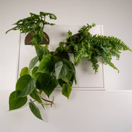 Wandbox naturweiss inkl. 3er Pflanzenset Green Paradise (Bundle)