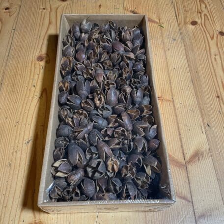 Fruits secs de bakuli/reine 1kg pour décorer naturellement