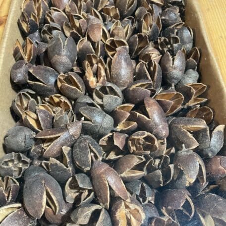 Fruits secs de bakuli/reine 1kg pour décorer naturellement