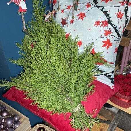 Bund Duft-Zypressen-Zweige 500g - Cupressus Goldcrest