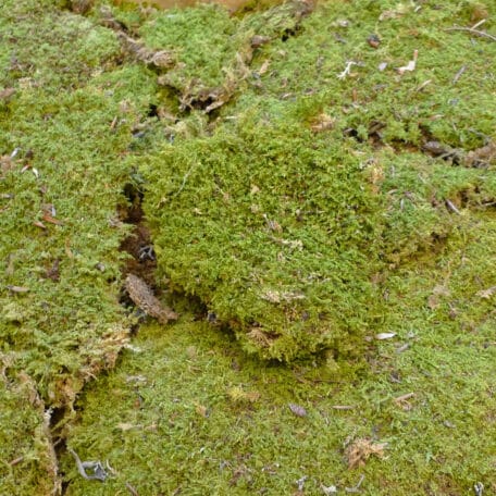 Plattenmoos Kiste à ca 750 gramm