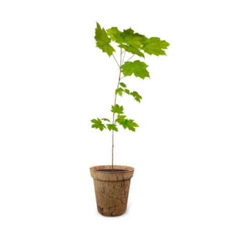 Ahorn 11.04.-20.04. & 14.10.-23.10.