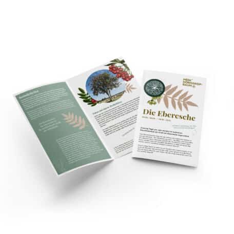 Eberesche 01.04.-10.04. & 04.10.-03.10.