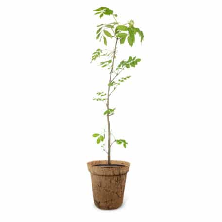 Esche 25.05.-03.06. & 22.11.-01.12.