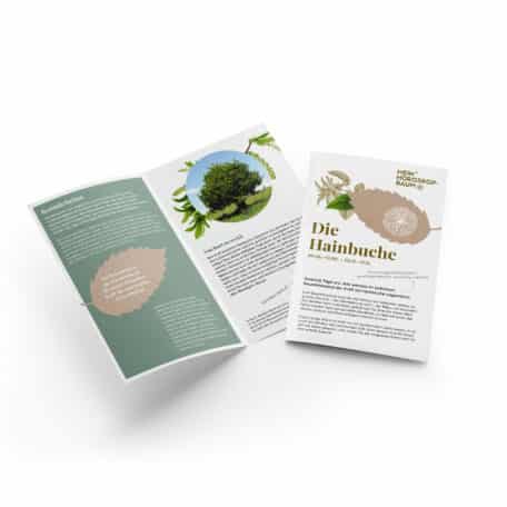 Hainbuche 04.06.-13.06. & 02.12.-11.12.