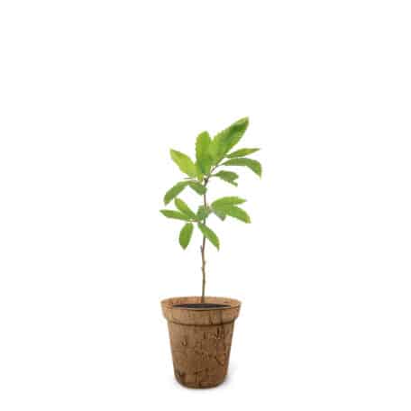 Kastanie 15.05.-24.05. & 12.11.-21.11.