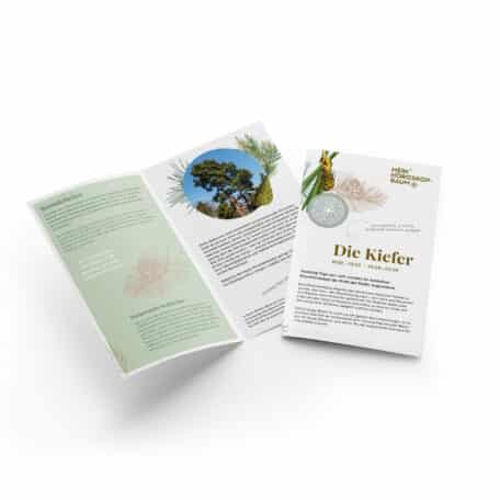 Kiefer (Föhre) 19.02.-29.02. & 24.08.-02.09.