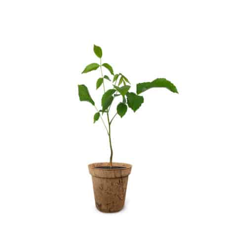 Nussbaum 21.04.-30.04. & 14.10.-02.11.