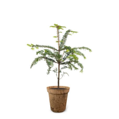 Tanne 02.01.-11.01. & 05.07.-14.07.