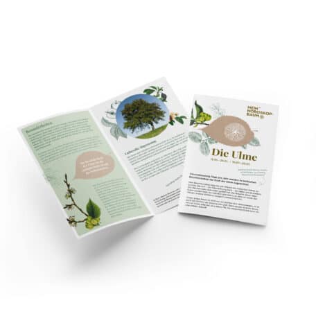 Ulme 12.01.-24.01. & 15.07.-25.07.