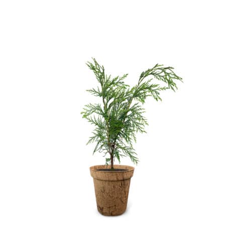 Zypresse 25.01.-03.02. & 26.07.-04.08.