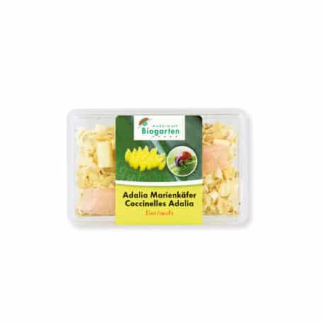 Marienkäfer-Eier (Bezugskarte)