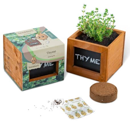 Holzwürfel - Thymian
