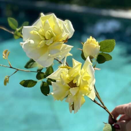 Künstliche Rosen Zartgelb