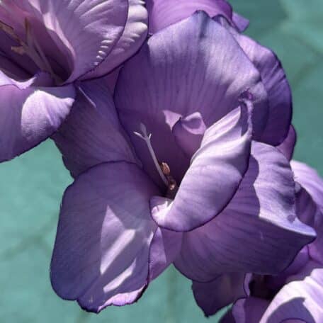 Künstliche Gladiole Lavendel