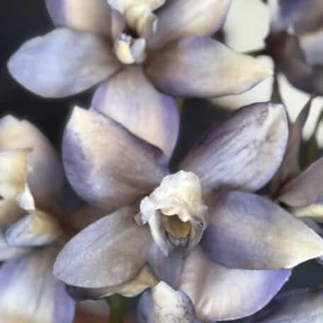 Künstliche Orchideen in Topf eingepflanzt blau