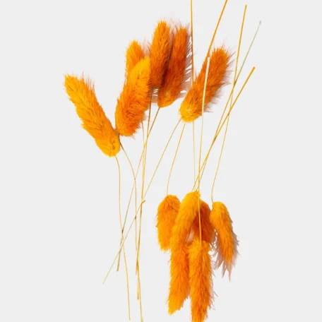 Lagurus getrocknet, Ocker