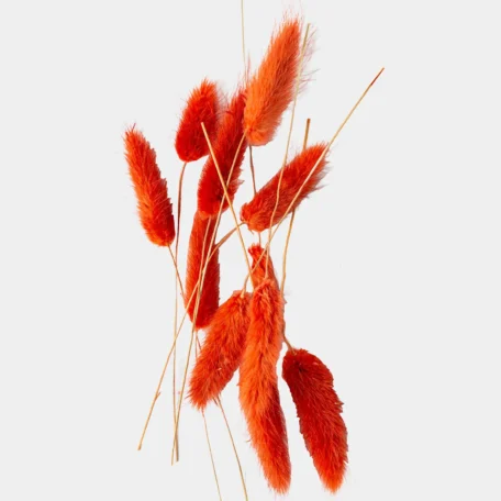 Lagurus getrocknet, Rot/Braun