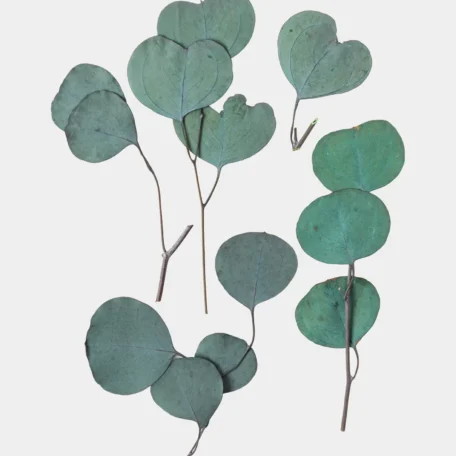 Eucalyptus getrocknet, Dunkelblau