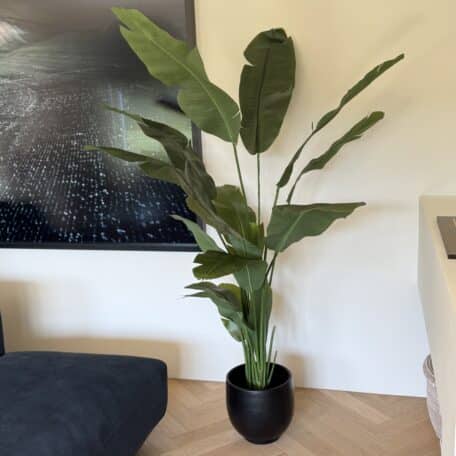 Künstliche Strelitzie