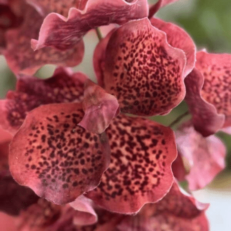 Künstliche Orchideen in Topf eingepflanzt weinrot