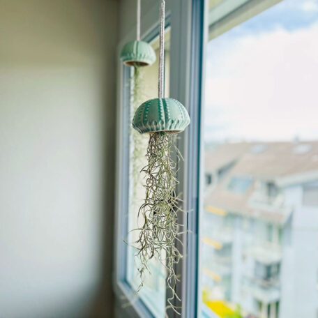 Tillandsien-Qualle Bart mittel, Topf mint