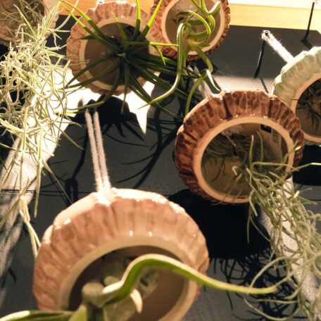 Tillandsien-Qualle Bart mittel, Topf grau