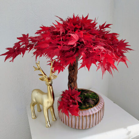 Stabilisierter Bonsai Ahorn, L