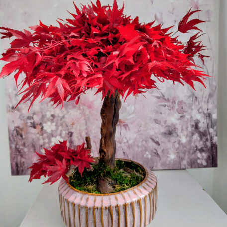 Stabilisierter Bonsai Ahorn, L