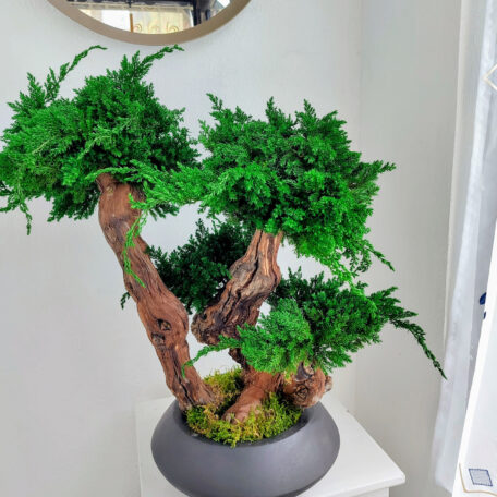 Stabilisierter Bonsai Juniperus, XL