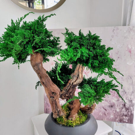 Stabilisierter Bonsai Juniperus, XL