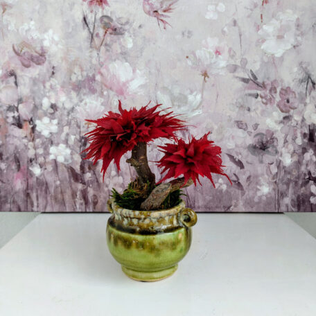 Stabilisierter Bonsai Ahorn, S