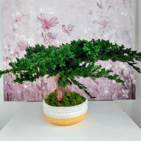 Stabilisierter Bonsai Juniperus, S